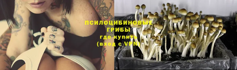 цена   Каменск-Уральский  сайты даркнета формула  Псилоцибиновые грибы Psilocybe 